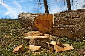 Tree Shot Wood
