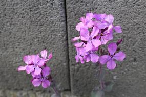 Wild Flower Purple Blossom