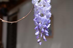 Wisteria Sinensis Violet Flowers