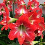 Lily Red Flower