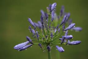 Agapanthus Fukushima Drop Of Water