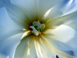 Close-up of the beautiful, blossoming, white, yellow and blue tulip flower