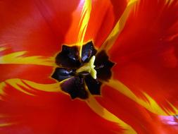 Tulip Cup Blossom