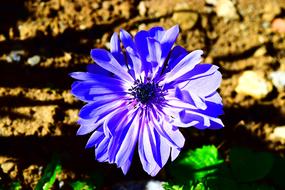 blue cornflower on the background of the ground