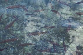 Water Fish Clean
