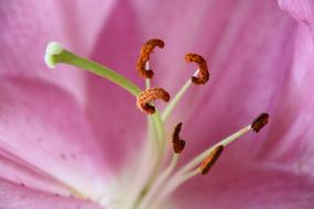 Flower Stigmas Spring