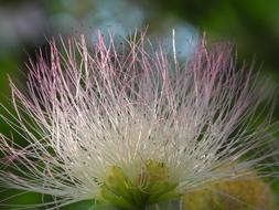 Closeup photo of Blossom Bloom Pink flower