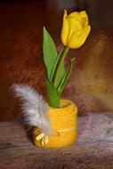 yellow Tulip Flower at Spring