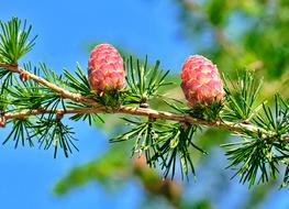 Pine Cone