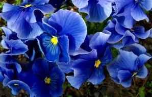 Pansy Blue Spring