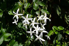 white jasmine flowers and green leaves