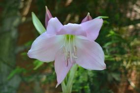 Pink Flower bloom in garden