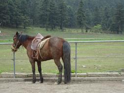 Horse Prairie