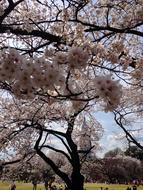 Sakura Tokyo Spring