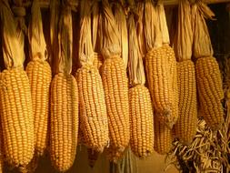 Republic Of Korea Folk Corn