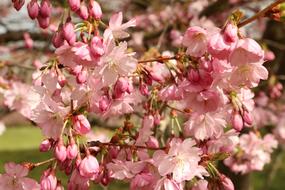 Cherry Blossom Flowers at garden