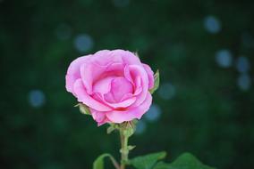 Rosa Flower