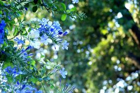 Plumbago Blue Flowers
