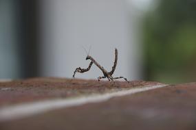 Bug Pray Mantis