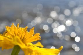 yellow Caltha Palustris Flower in Pond