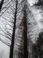Autumn Wood Winter