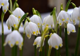 Snowflake Leucojum Vernum Signs Of