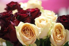 burgundy and beige roses in a bouquet