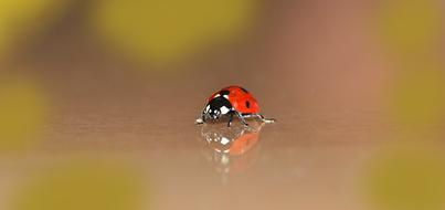 Ladybug Small Beetle