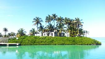 Island Tropical Palm
