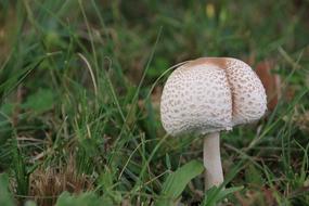 Mushroom Close-Up Grass