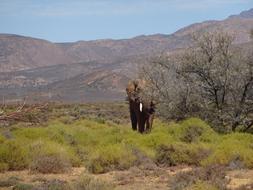 Elephant Pachyderm