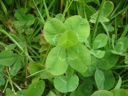 Lucky Clover Klee Leaf