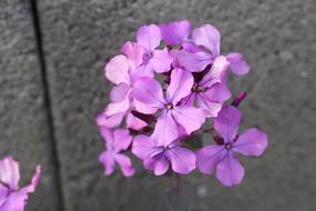 Wild Flower Purple Blossom