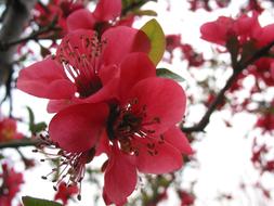 Close-up of the beautiful, blossoming, red and pink flowers on the branches with colorful leaves