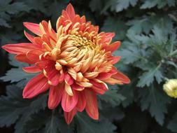 Close-up of the beautiful, blooming, yellow, orange and red chrysanthemum flower near the bud with green leaves