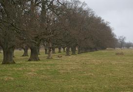 Oak Trees avenue