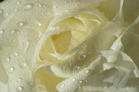 water drops on Pink White Flower