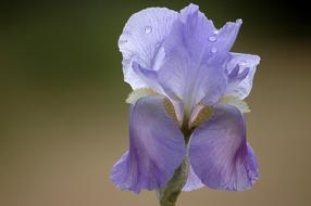 Flower Spring Purple