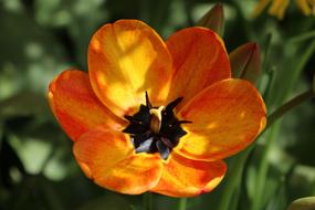 Orange Flower Blossom at nature
