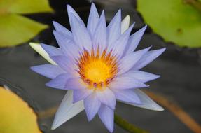 Purple Water Lily at Pond