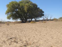 Tree In The Desert