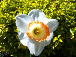 Daffodil Spring Flower