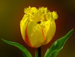 Spring yellow Tulip Flower