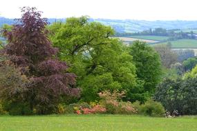 Trees Spring