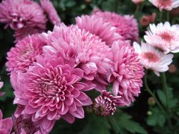 Chrysanthemum Flower