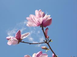 Flower Sky Spring