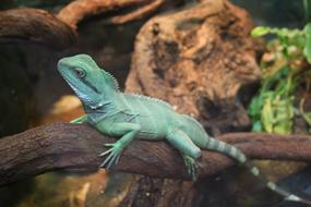 Lizard Reptile Bearded