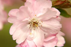 pink Cherry Blossom Flowers