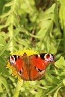 Butterfly Dandelion