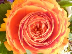 Close-up of the beautiful, blossoming, red, orange and yellow flower with green leaves, in the spring